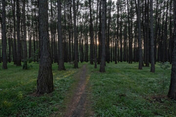A path in a pine forest, going into the distance, among the trees