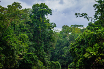 Obraz na płótnie Canvas selva de costa rica