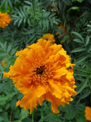 marigold