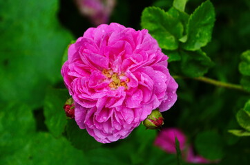Tea rose growing in the garden with drops of water after rain. It is used for brewing tea. Wallpaper,