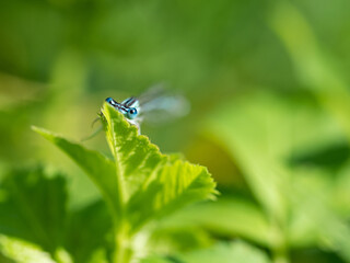 White-legged damselfly (Platycnemis pennipes) male hiding on green leaf in sunny summer day