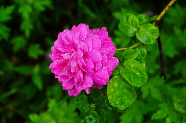 Tea rose growing in the garden with drops of water after rain. It is used for brewing tea. Wallpaper,