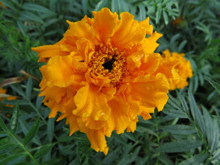 marigold