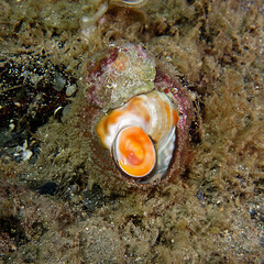 Rough turbo (Bolma rugosa) in Mediterranean Sea