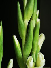 Rozkwitające pąki kwiatu mieczyka Gladiolus w kolorze białym. Wyizolowane kwiaty na czarnym tle. © Magdalena