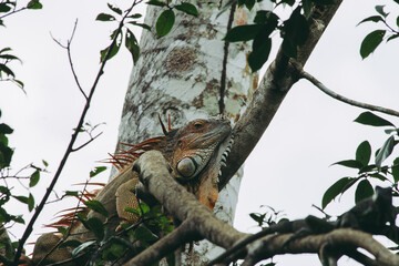 Iguana en el árbol