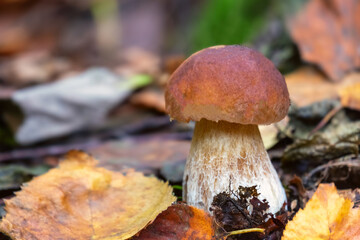 Beautiful mushroom Boletus edulis in the forest. White mushroom-boletus in the autumn forest.