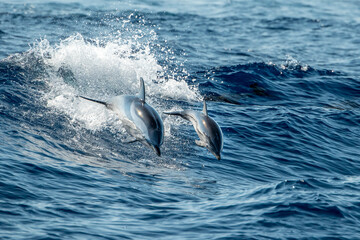 baby newborn Dolphin while jumping in the sea at sunset
