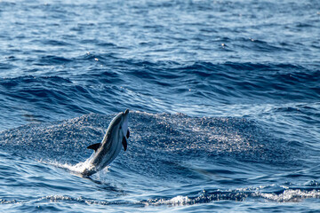 baby newborn Dolphin while jumping in the sea at sunset