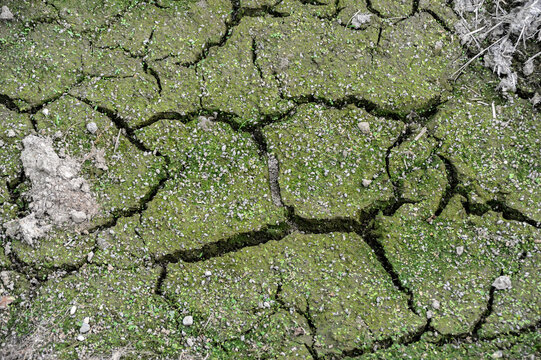 zolla di terra asciutta