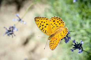 farfalla gialla su fiore di lavanda
