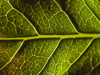 Closeup of a green leaf