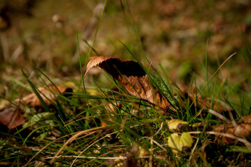 foglia secca adagiata sull'erba di un prato