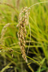 spiga di riso