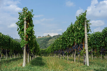 Fototapeta na wymiar Filari di vigna con uva a Gattinara (Vercelli)