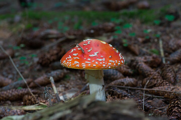 amanita muscaria fly agaric