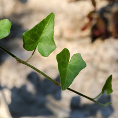 Heart shaped ivy leaves on a branch
