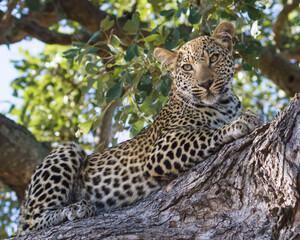 Beautiful leopard (Panthera pardus) closeup resting in a tree in Kruger National Park, South Africa