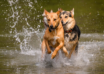 Adorable dogs playing in the water
