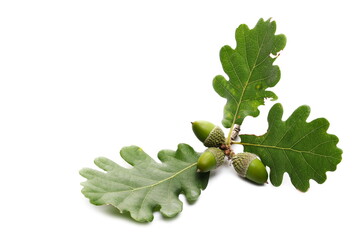 Green acorns and leaves on oak tree twig isolated on white background