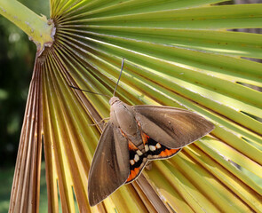 Paysandia Archonn moth on a green leaf