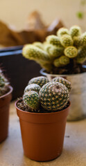 Close up of small cactus in flowerpot on table 