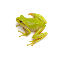 Green tree frog isolated on white