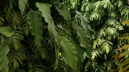 Juicy exotic tropical monstera leaves texture backdrop, copyspace. Lush foliage, greenery in...