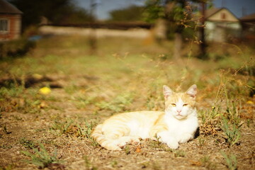 Naklejka na ściany i meble ginger white cat rest in sunny summer garden