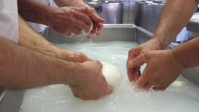 lavorazione mozzarella di bufala campana, Italia - processing of buffalo mozzarella from Campania, Italy,