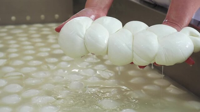 lavorazione mozzarella di bufala campana, Italia - processing of buffalo mozzarella from Campania, Italy, Caseificio