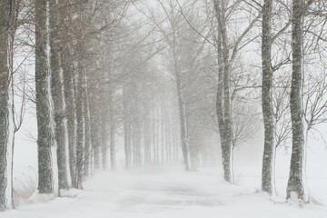 Country road during a snowstorm