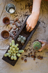 Top view of woman repotting cacti beside flowerpots and expanded clay on table 