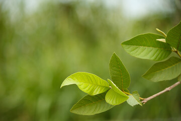 Guava leaf green background of leaves