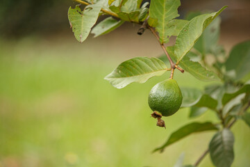Guava fruit on the green background of leaves