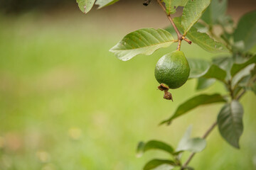 Guava fruit on the green background of leaves