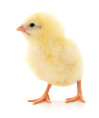 Small yellow chicken
