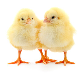 Two yellow chickens.