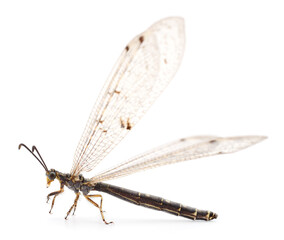 Dragonfly damselfly isolated.