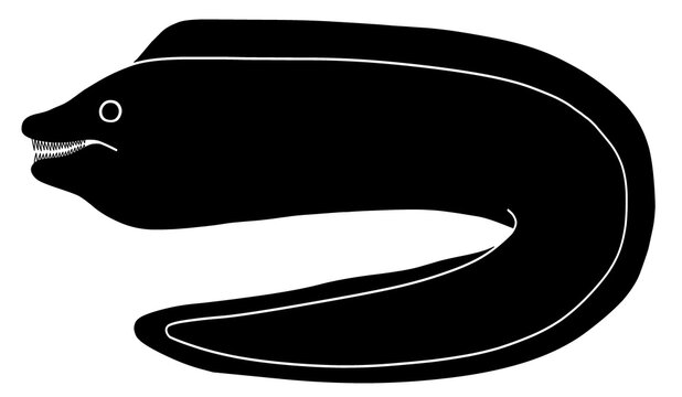 recommend clip art: silhouette of Moray eel