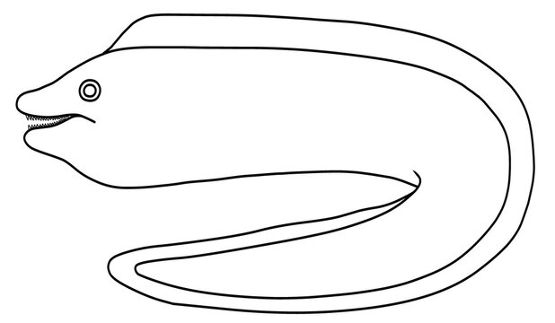 Icon of Moray eel