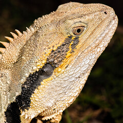 Detailed closeup macro photo of an Australian Eastern Water Dragon
