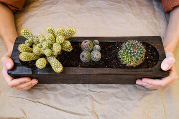 Top view of woman holding wooden flowerpot with cactuses on table 