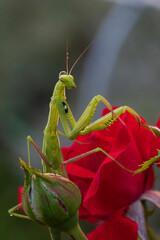 Mantide religiosa