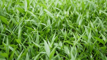 Fototapeta na wymiar Detail leaves of green field. Field of small leaves of fresh green grass