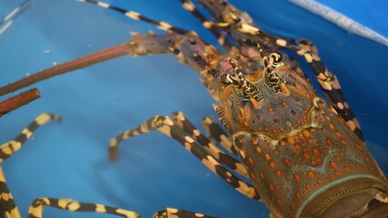 Close up macro, alive raw lobsters in shop. Blue basin with ice water, delicatessen fresh uncooked mediterranean lobsters placed on stall in seafood store. Natural background with marine inhabitants.