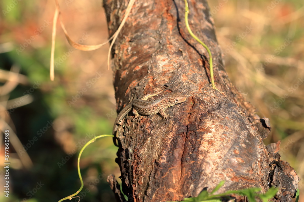 Wall mural lizard sitting on brown tree enjoying evening sun