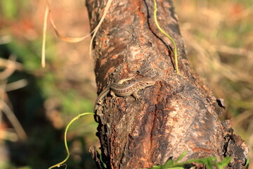 Lizard sitting on brown tree enjoying evening sun