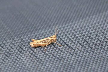 Locust (Orthoptera) isolated on garden chair