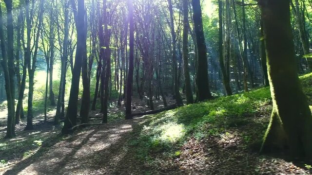 Bosco di faggi ripreso col drone a bassa quota 